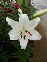 [4258 Gandhara No102.JPG]